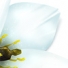 Lanitta.com :: Flower