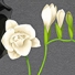 Lanitta.com :: Like My Flower Like Me